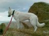 Weißer Schweizer Schäferhund Foto: Gute Aussicht.. (ID 42795) Weißer Schweizer Schäferhund Hund