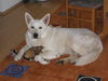 Weißer Schweizer Schäferhund Foto: Don Amigo und Lucy (ID 34895) Weißer Schweizer Schäferhund Hund