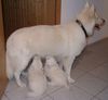 Weißer Schweizer Schäferhund Foto: Angel und ihre Töchter 2 (ID 17110) Weißer Schweizer Schäferhund Hund