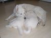 Weißer Schweizer Schäferhund Foto: Angel und ihre Töchter (ID 17064) Weißer Schweizer Schäferhund Hund