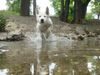 Weißer Schweizer Schäferhund Foto: Allegra im Wasser (ID 24700) Weißer Schweizer Schäferhund Hund