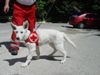 Weißer Schweizer Schäferhund Foto: wenn ich groß bin, werde ich ein Rettungshund (ID 24702) Weißer Schweizer Schäferhund Hund