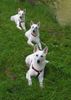 Weißer Schweizer Schäferhund Foto: Leya, Angel und Aischa (ID 14207) Weißer Schweizer Schäferhund Hund