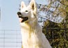 Weißer Schweizer Schäferhund Foto: Asina (ID 427) Weißer Schweizer Schäferhund Hund