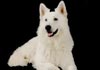 Weißer Schweizer Schäferhund Foto: Condor (ID 428) Weißer Schweizer Schäferhund Hund