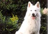 Weißer Schweizer Schäferhund Foto: Duke (ID 430) Weißer Schweizer Schäferhund Hund