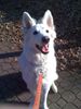 Weißer Schweizer Schäferhund Foto: eisbär-cira (ID 43750) Weißer Schweizer Schäferhund Hund