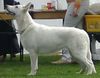 Weißer Schweizer Schäferhund Foto: EST&RUS<&LV JUN CH Nice Of You To Come Bye Almighty (ID 14448) Weißer Schweizer Schäferhund Hund