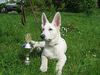 Weißer Schweizer Schäferhund Foto: Phoenix from The Smooth White (ID 21959) Weißer Schweizer Schäferhund Hund