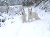 Weißer Schweizer Schäferhund Foto: Judy - Perle v.White beast K' + Angy - Kimba v. Koschterjanshaff (ID 17500) Weißer Schweizer Schäferhund Hund