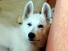 Weißer Schweizer Schäferhund Foto: >Balu< 11 Wochen alt (ID 33519) Weißer Schweizer Schäferhund Hund