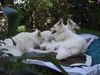 Weißer Schweizer Schäferhund Foto: Weiße-Schäferhundwelpen: Siesta im Garten (ID 14126) Weißer Schweizer Schäferhund Hund