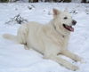 Weißer Schweizer Schäferhund Foto: Mein Benni (ID 36459) Weißer Schweizer Schäferhund Hund