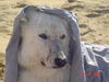 Weißer Schweizer Schäferhund Foto: Ohrenwindschutzalarm (ID 34554) Weißer Schweizer Schäferhund Hund