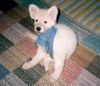 Weißer Schweizer Schäferhund Foto: Meine kleine Maus Bijou nach ihrer Operation im alter von 7 wochen (ID 22418) Weißer Schweizer Schäferhund Hund