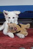 Weißer Schweizer Schäferhund Foto: Nouka mit 14 Wochen (ID 24498) Weißer Schweizer Schäferhund Hund