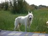 Weißer Schweizer Schäferhund Foto: Simba (ID 39116) Weißer Schweizer Schäferhund Hund