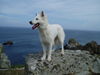 Weißer Schweizer Schäferhund Foto: luna in der bretagne (ID 39538) Weißer Schweizer Schäferhund Hund