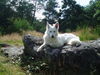 Weißer Schweizer Schäferhund Foto: luna in der bretagne (ID 39537) Weißer Schweizer Schäferhund Hund
