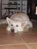 Weißer Schweizer Schäferhund Foto: Akio im Sommer 2006, 2 Jahre alt (ID 39474) Weißer Schweizer Schäferhund Hund