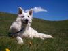 Weißer Schweizer Schäferhund Foto: Merlin in Südtirol nach einen Bad in Südtirol in 2400 m Höhe (ID 34622) Weißer Schweizer Schäferhund Hund