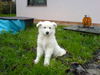 Weißer Schweizer Schäferhund Foto: Disco 2Monate 2 (ID 27107) Weißer Schweizer Schäferhund Hund