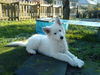 Weißer Schweizer Schäferhund Foto: Disco 11 Wochen in der Wintersonne (ID 27446) Weißer Schweizer Schäferhund Hund