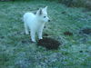 Weißer Schweizer Schäferhund Foto: Disco: das ist echt nicht mein Haufen ;-) (ID 27447) Weißer Schweizer Schäferhund Hund