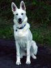 Weißer Schweizer Schäferhund Foto: Enya - 6 Monate 58cm und 25kg (ID 25077) Weißer Schweizer Schäferhund Hund