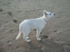 Weißer Schweizer Schäferhund Foto: Akio mit ca. 11 Wochen am Strand (ID 39472) Weißer Schweizer Schäferhund Hund