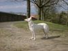 Weißer Schweizer Schäferhund Foto: Ich bin Jessy 10 Jahre alt (ID 33791) Weißer Schweizer Schäferhund Hund