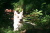 Weißer Schweizer Schäferhund Foto: Sky (ID 33625) Weißer Schweizer Schäferhund Hund