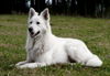 Weißer Schweizer Schäferhund Foto: Derwish Devil von der Nordhelle (ID 46221) Weißer Schweizer Schäferhund Hund