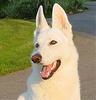 Weißer Schweizer Schäferhund Foto: Dinka (ID 719) Weißer Schweizer Schäferhund Hund