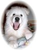 Weißer Schweizer Schäferhund Foto: Welpe, Wurf 10/2003 Weißer Schäferhund (ID 7729) Weißer Schweizer Schäferhund Hund