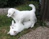 Weißer Schweizer Schäferhund Foto: Ich bin stärker - nein ICH (ID 7069) Weißer Schweizer Schäferhund Hund