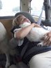 Weißer Schweizer Schäferhund Foto: Weiße-Schäferhundwelpe: Eine Autofahrt macht müde (ID 14127) Weißer Schweizer Schäferhund Hund