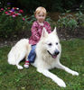 Weißer Schweizer Schäferhund Foto: Grisha - immer für die Kleinen da ! (ID 26780) Weißer Schweizer Schäferhund Hund