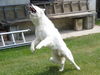 Weißer Schweizer Schäferhund Foto: Figo vom Stainzer Schilcherland (ID 42588) Weißer Schweizer Schäferhund Hund
