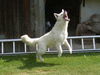 Weißer Schweizer Schäferhund Foto: Figo vom Stainzer Schilcherland (ID 42587) Weißer Schweizer Schäferhund Hund