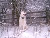 Weißer Schweizer Schäferhund Foto: Unsser Weisse ist ein Kinderliebender,ausdauernder,kräftiger Rüde. Die eigenen Kazen liebt er, die fremden jagt er am liebsten. Jesco ist ein enormes Alfa Tier, mit allen anderen dominanten Rüden giebt es meistens Zoff alle andern Hunde begrüst er spielend. (ID 18179) Weißer Schweizer Schäferhund Hund