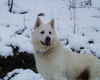 Weißer Schweizer Schäferhund Foto: Der Winter ist ganz toll (ID 26772) Weißer Schweizer Schäferhund Hund