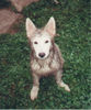 Weißer Schweizer Schäferhund Foto: Grisha (damals 1/2 J) beim Moorbaden (ID 26773) Weißer Schweizer Schäferhund Hund