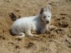 Weißer Schweizer Schäferhund Foto: Ikon-Jackson of beautiful White (ID 6562) Weißer Schweizer Schäferhund Hund