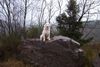 Weißer Schweizer Schäferhund Foto: Hope,Flash,Ashley im Ebbegebirge (ID 1759) Weißer Schweizer Schäferhund Hund