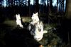 Weißer Schweizer Schäferhund Foto: Hope,Flash,Ashley im Ebbegebirge (ID 1756) Weißer Schweizer Schäferhund Hund