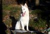 Weißer Schweizer Schäferhund Foto: Hope,Flash,Ashley im Ebbegebirge (ID 1757) Weißer Schweizer Schäferhund Hund