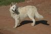 Weißer Schweizer Schäferhund Foto: spanien (ID 45965) Weißer Schweizer Schäferhund Hund