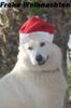 Weißer Schweizer Schäferhund Foto: weihnachten in spanien (ID 45966) Weißer Schweizer Schäferhund Hund