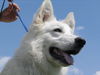Weißer Schweizer Schäferhund Foto: Moon Shune Miraja (ID 25655) Weißer Schweizer Schäferhund Hund